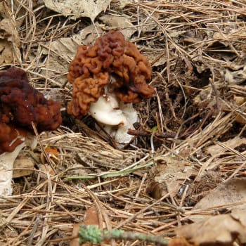 Ucháč obecný je jedovatá houba.