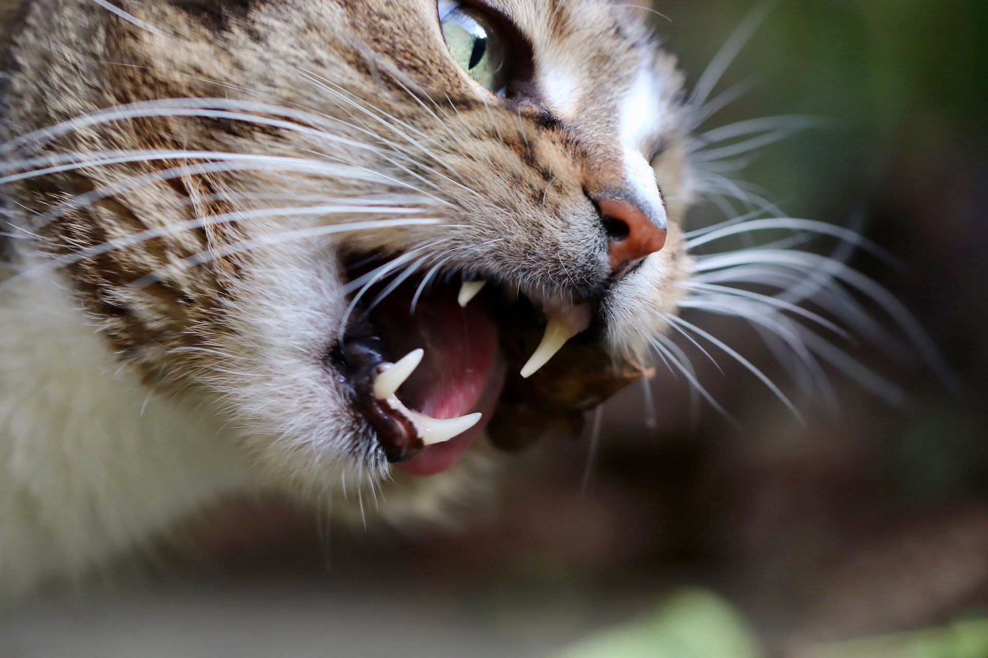 ospělá kočka je hodně náchylná k zubnímu kameni a paradentóze, většinou už od dvou let věku. Je proto nesmírně důležité kočce pravidelně doma čistit zuby a v rámci prevence s ní zajít jednou za půl roku k veterináři na prohlídku chrupu.