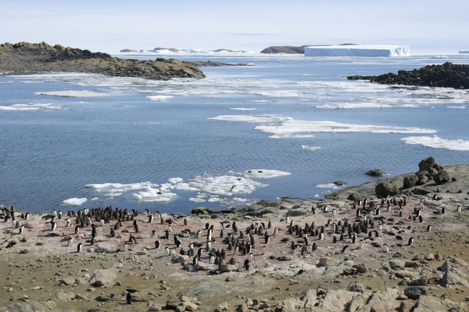 Skupina tučňáků poblíž japonské výzkumné základny Showa na Antarktidě.