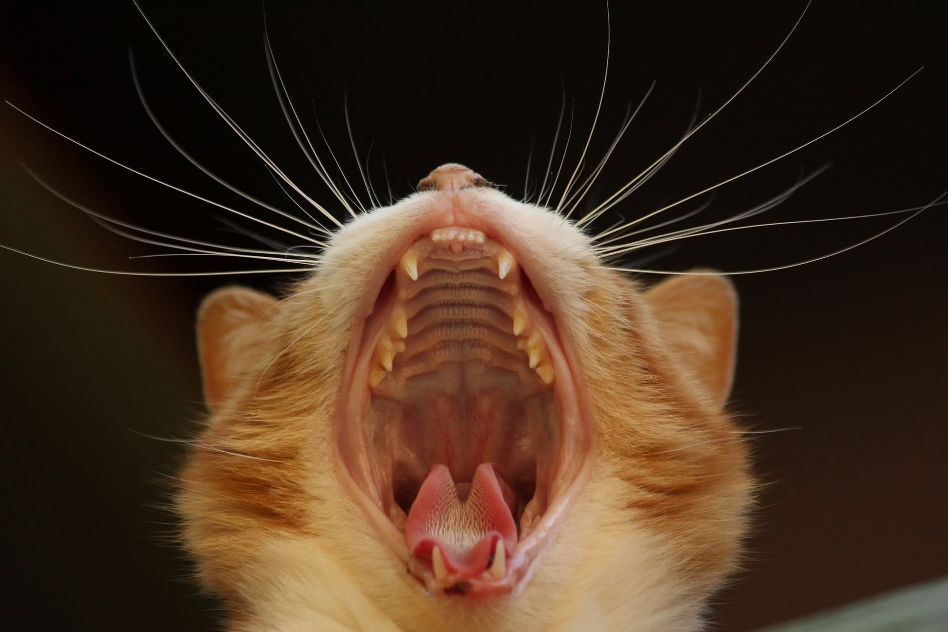 Mléčný chrup má dvacet šest zubů, v dospělosti má kočka třicet zubů.