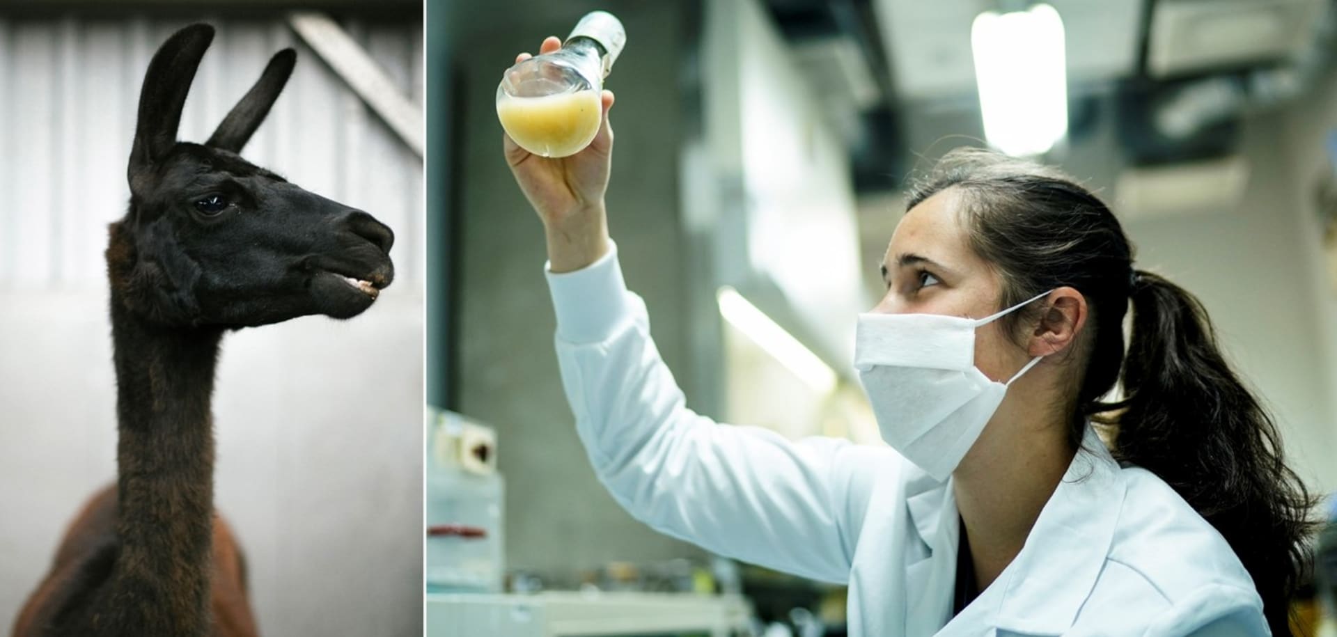Vědkyně a vědci Gentské univerzity v Belgii vyvíjejí vakcínu proti koronaviru z lam.