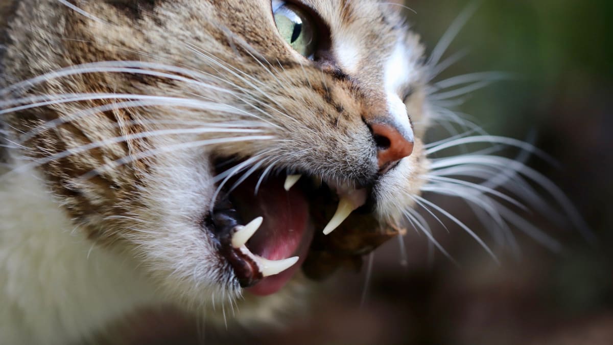 Zánět dásní je jedním z nejčastějších onemocnění u koček. 