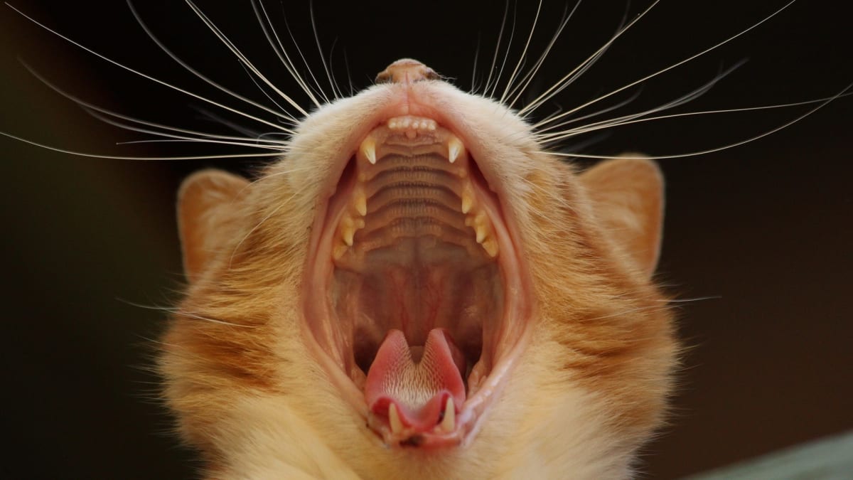 Zubní kámen a s ním spojené problémy mohou být časovanou bombou, která vaše kočky bolí.