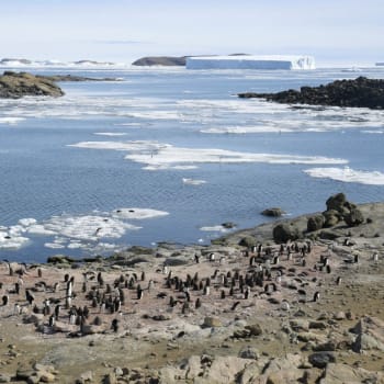 Skupina tučňáků poblíž japonské výzkumné základny Showa na Antarktidě.