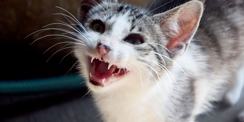 Varovným signálem, že s chrupem kočky není něco v pořádku je zápach z tlamy, náhlé odmítání suchých granulí, krvácení dásní, změna barvy dásní nebo když kočka nemůže zavřít tlamičku.