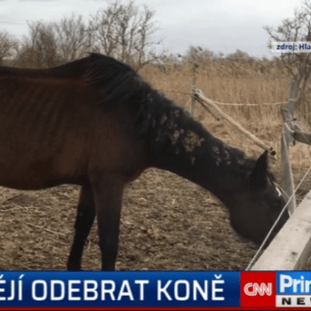 Týrané koně v Křenku – veterináři navrhují odebrání zvířat.