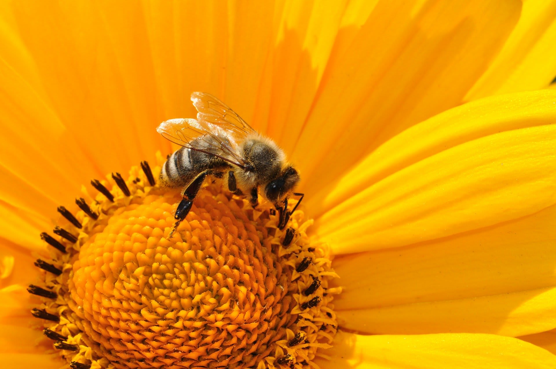 Nejčastěji se mluví o úbytku včel. Hospodářské včely však na přírodu nemají takový vliv.