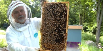 Včely v Česku: Přes zimu je likvidovala zákeřná nemoc, v době koronaviru se kradl med