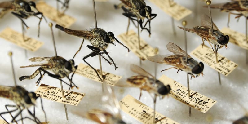 V rámci laboratorního experimentu na se podařilo změnit DNA komárů rodu Anopheles tak, že v populaci převažovali samci. Tím se dá rapidně snížit riziko přenosu malárie, na kterou umírá více než 400 000 lidí ročně. Zdroj: Imperial College London