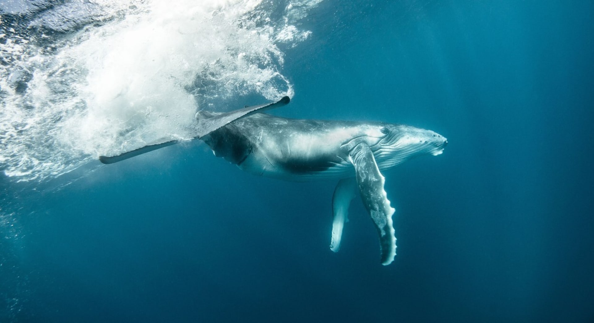 I dobrý úmysl zachránit velrybu se nakonec může vymstít