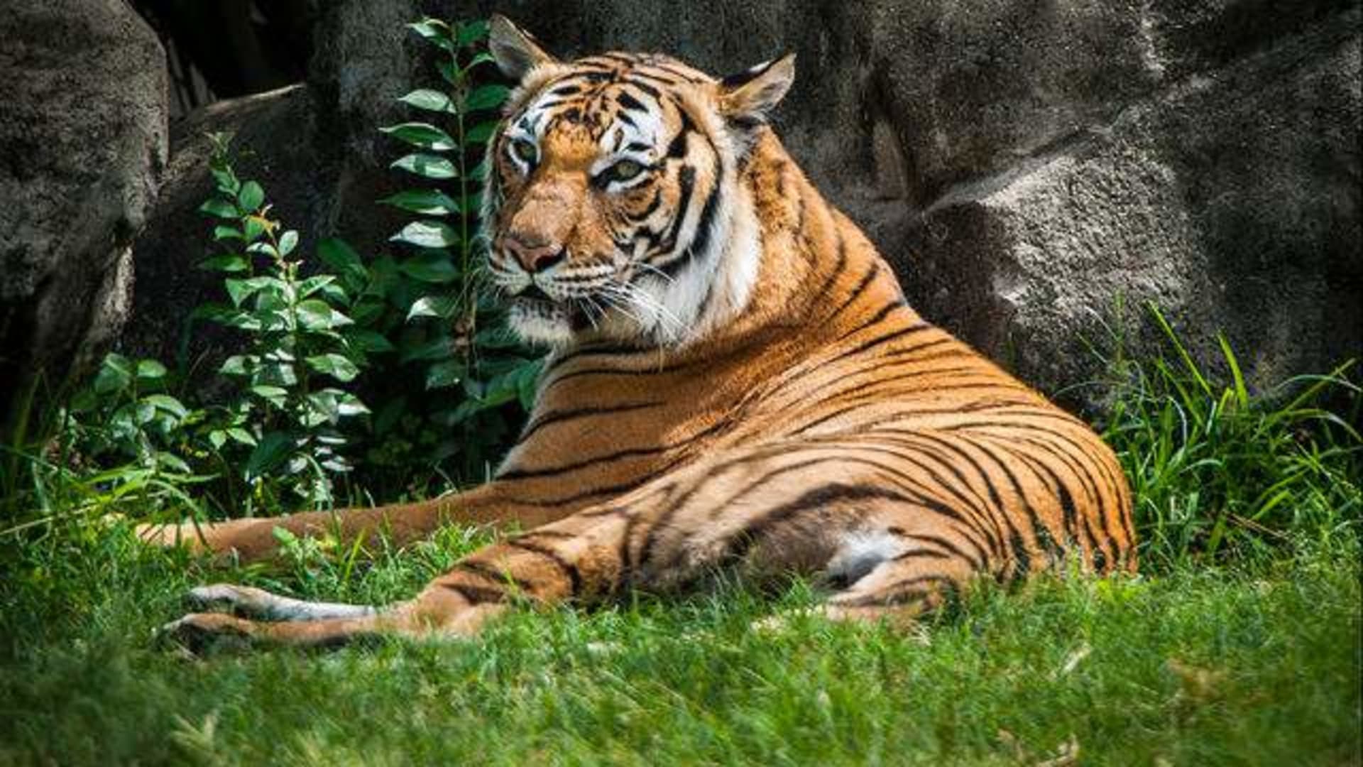 Nákaza byla potvrzena i u tygrů a lvů v newyorské zoo. Zdroj: Zoo Bronx