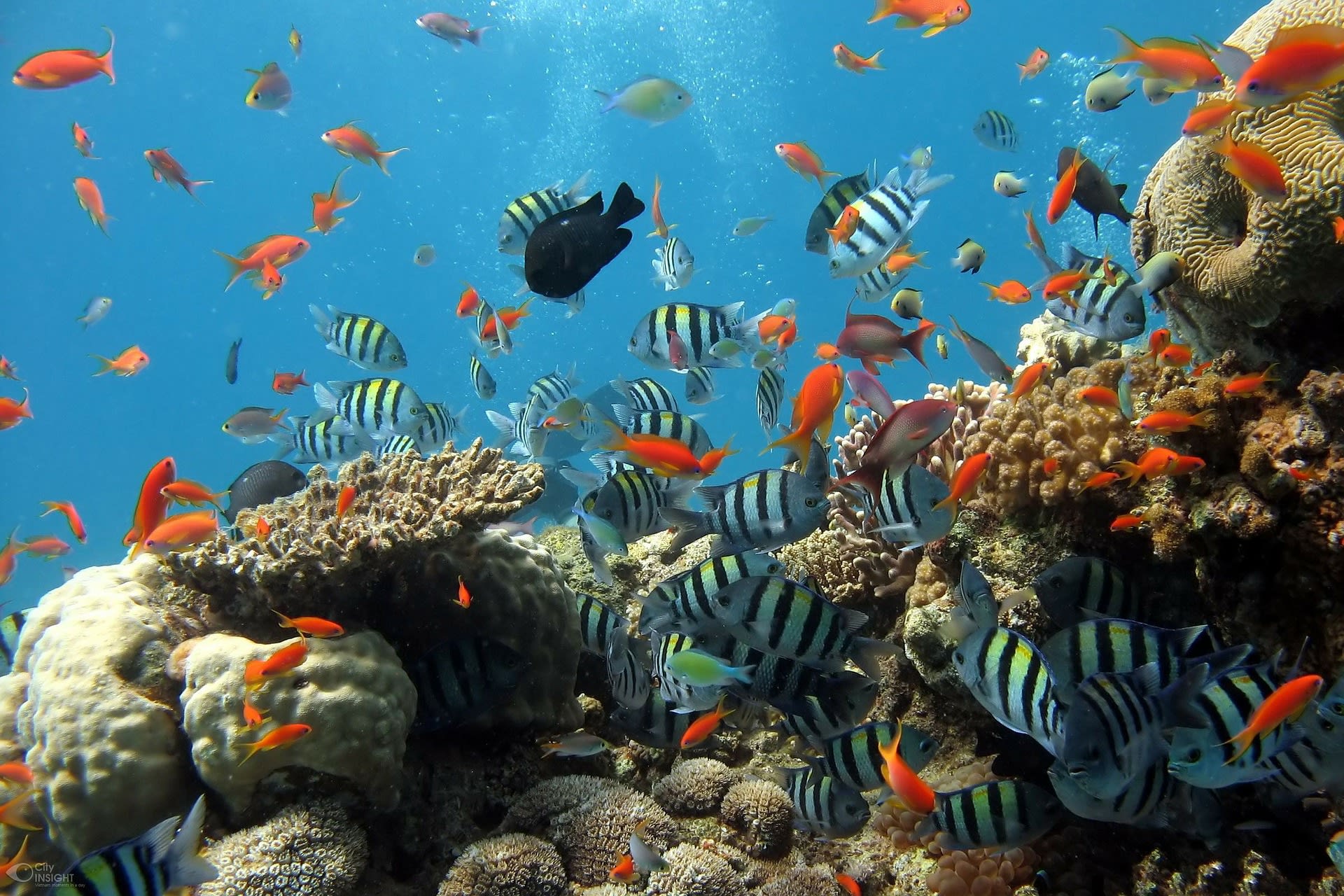 Korálové útesy jsou domovem mnoha druhů živočichů.