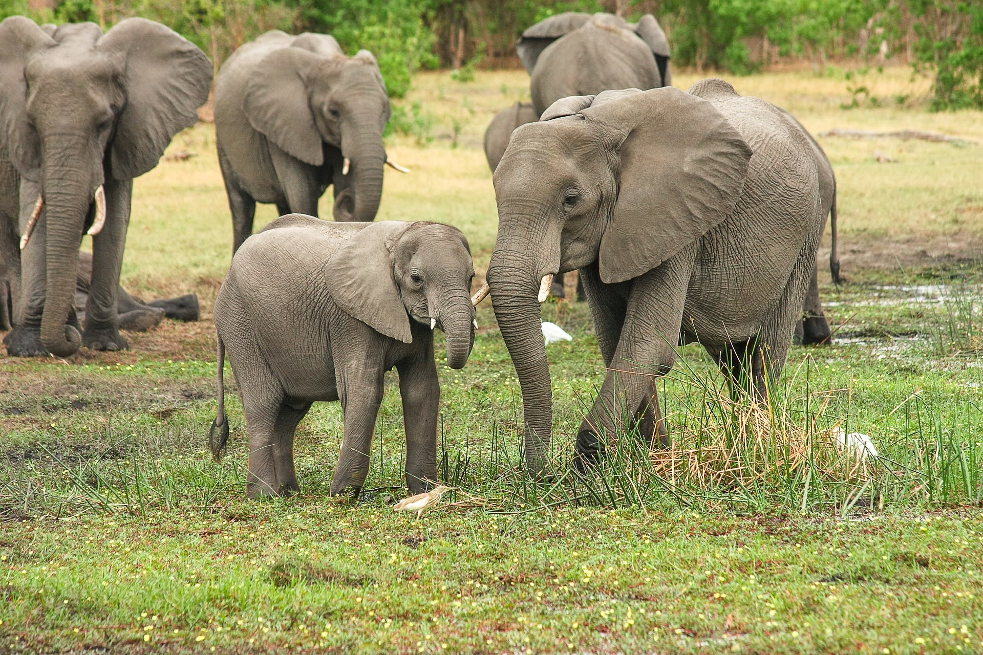 V průměru je jeden slon upytlačen každých dvacet minut