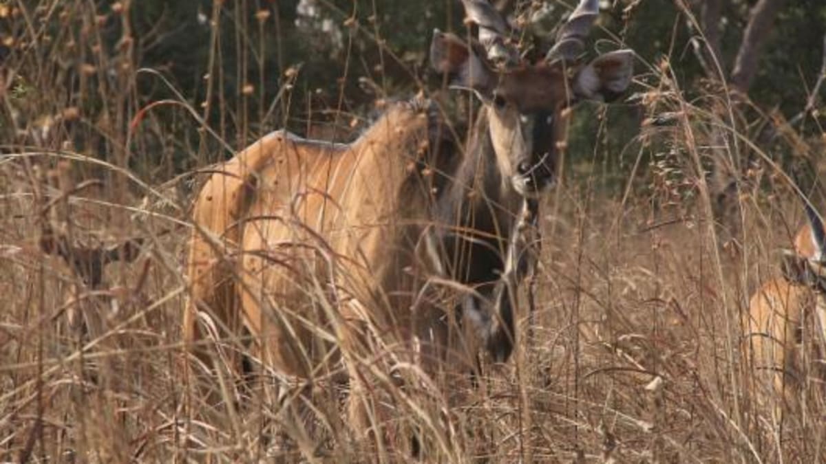 I když vědci pracují s antilopami v blízkém kontaktu, snaží se nenarušovat jejich divokost. Zdroj: MZV/Derbianus Conservation