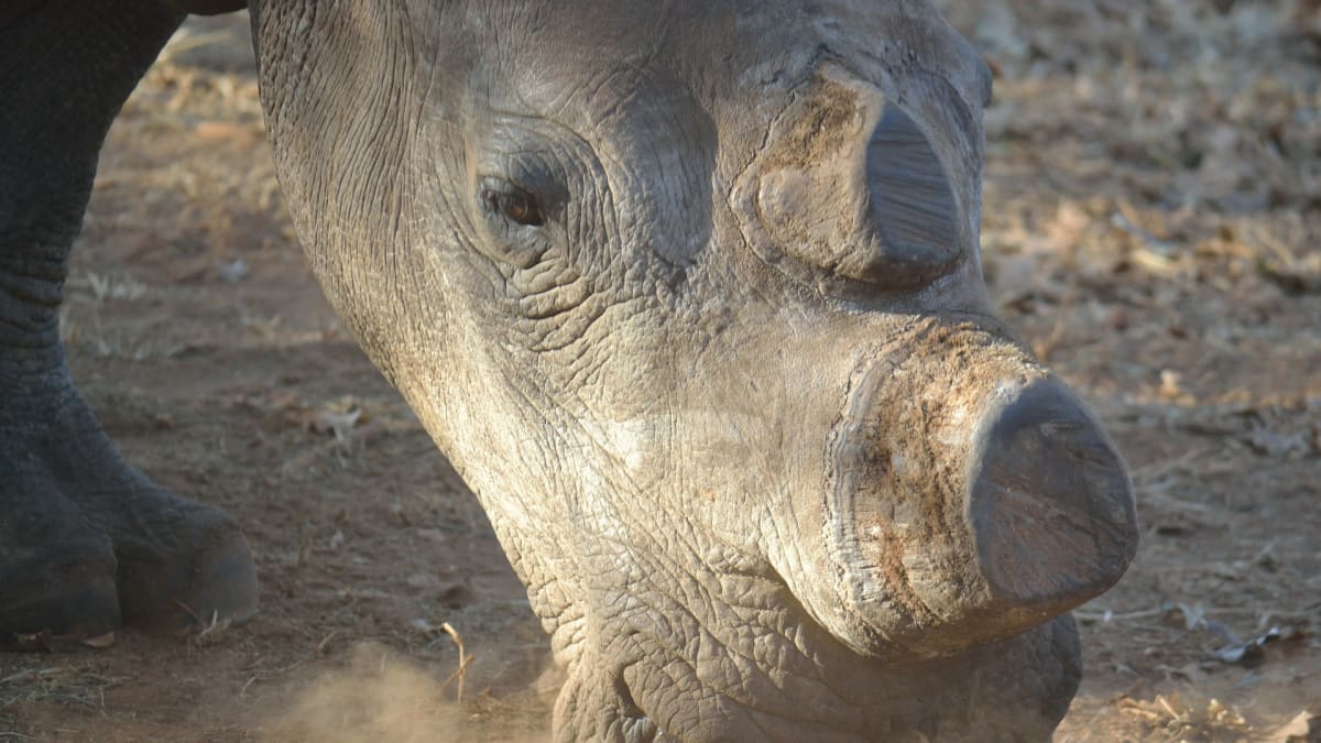 Nosorožčí rohy mají na černém trhu větší hodnotu než zlato, drahé kameny i drogy