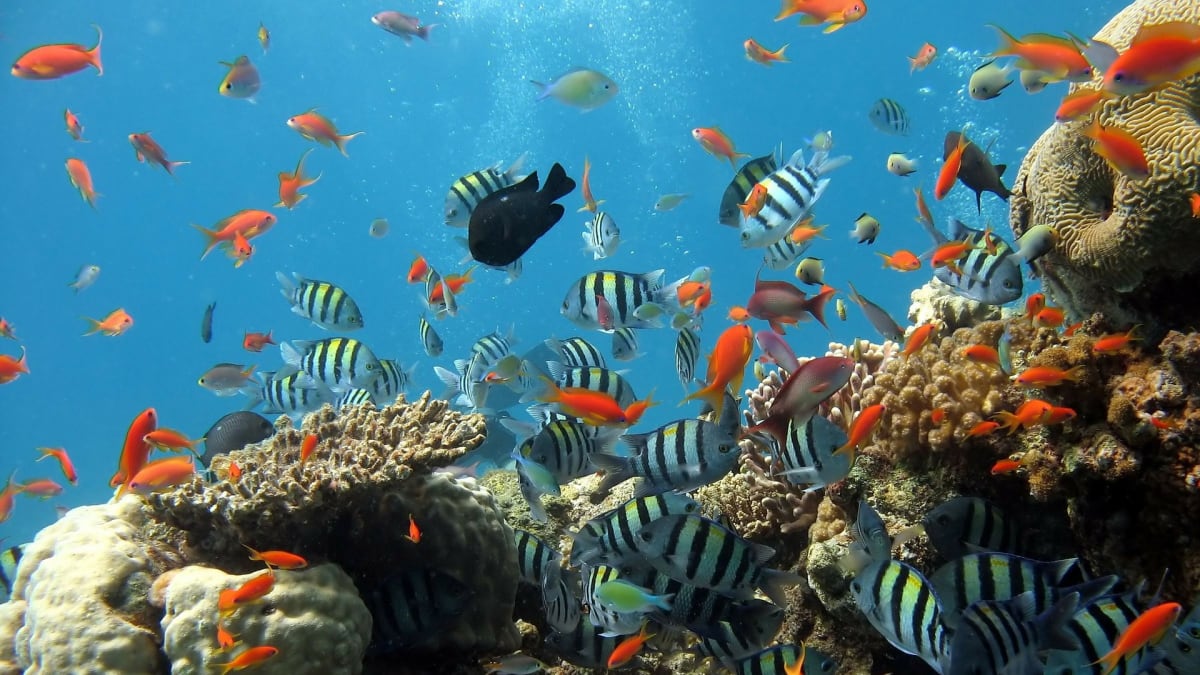 Korálové útesy jsou domovem mnoha druhů živočichů.