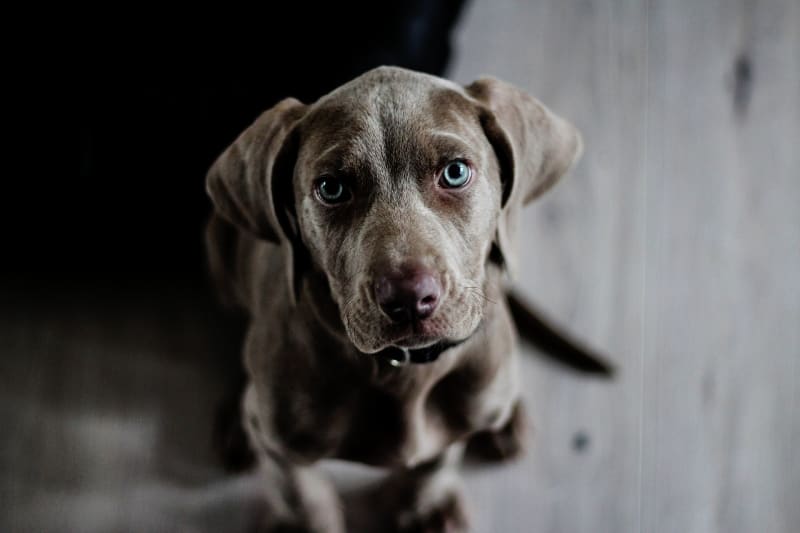 Ve Velké Británii se trénují psi na rozeznávání lidí nakažených COVID-19 dříve, než se u nich projeví viditelné symptomy. Zdroj: Durham University