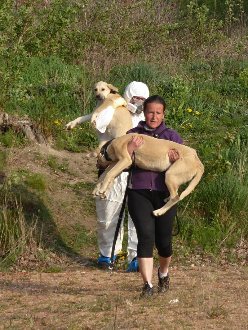 Odložených kangalů ze psích zápasů se obětavě ujímá Marie Lokingová, vedoucí útulku v Horní Hraničné na Chebsku. 