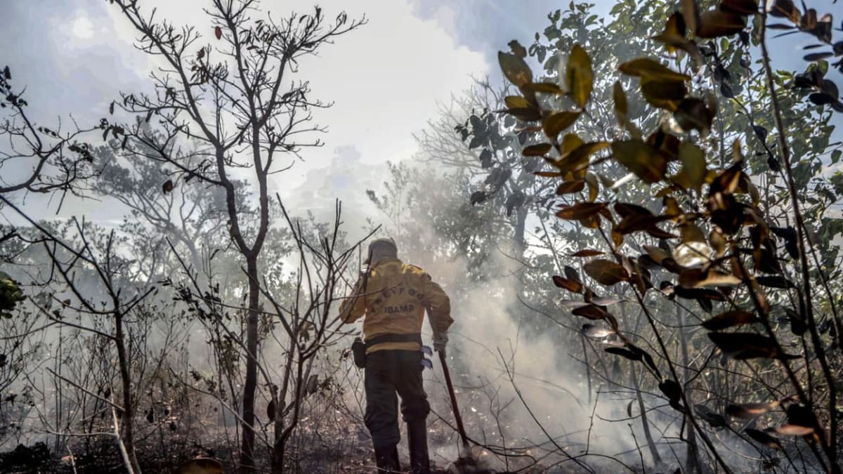 V loňském roce čelila Amazonie rekordnímu počtu požárů, letos experti očekávají ještě horší bilanci