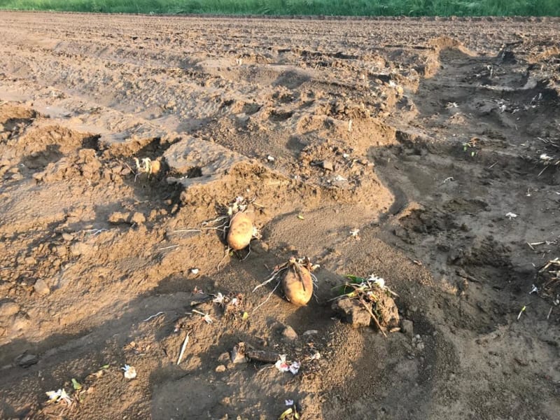 Zemědělci na déšť čekali, ovšem následkem jim uplavaly brambory
