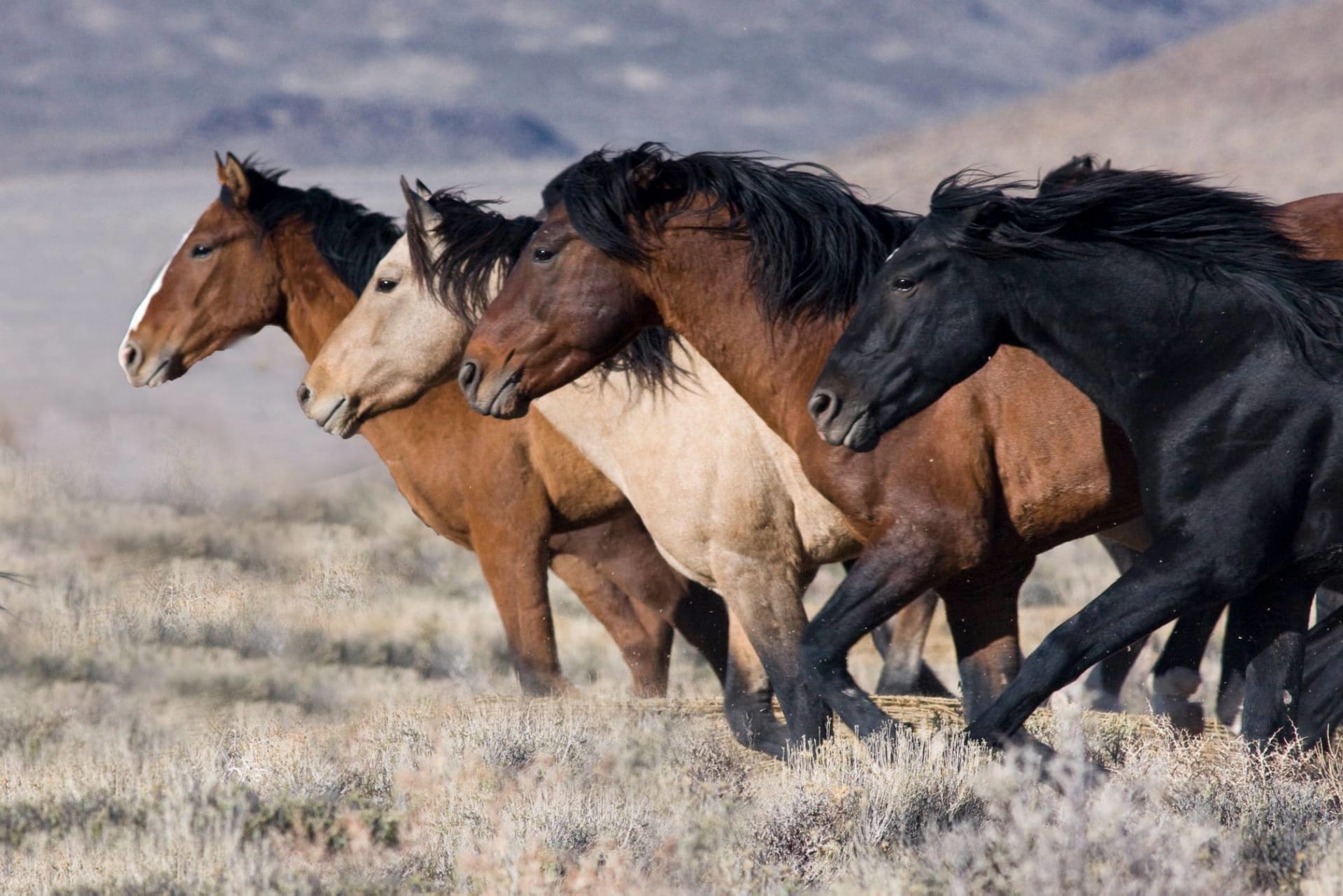 Mustangové jsou známí svou černou hřívou. (Zdroj: BLM Wild Horse  Burro Program)