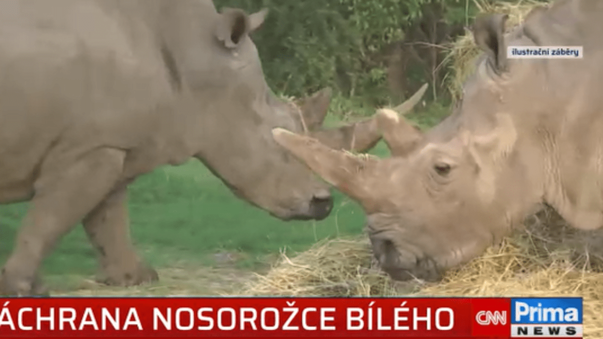Záchrana nosorožců bílých severních se kvůli koronaviru pozastavila.