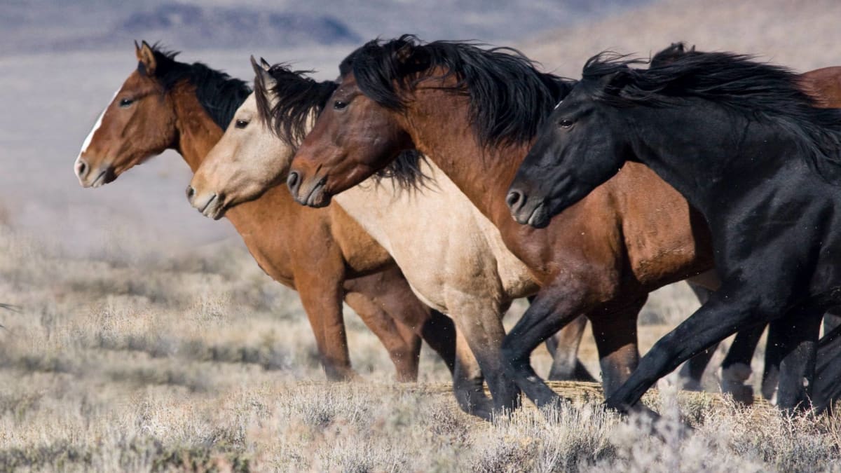 Mustangové jsou známí svou černou hřívou. (Zdroj: BLM Wild Horse  Burro Program)
