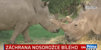Záchrana nosorožců bílých severních kvůli koronaviru stagnuje