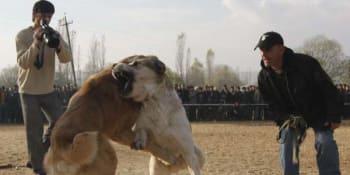 Zubožená zvířata ze psích zápasů ohrožují české pohraničí