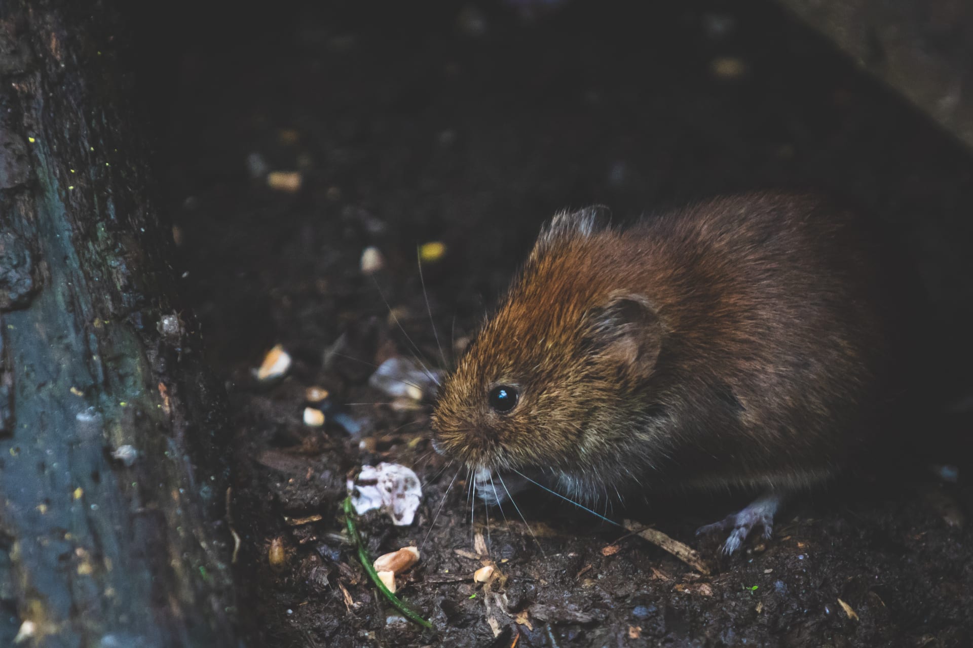 Potkani se v USA podobně jako další městská zvířata potýkají s nedostatkem potravy