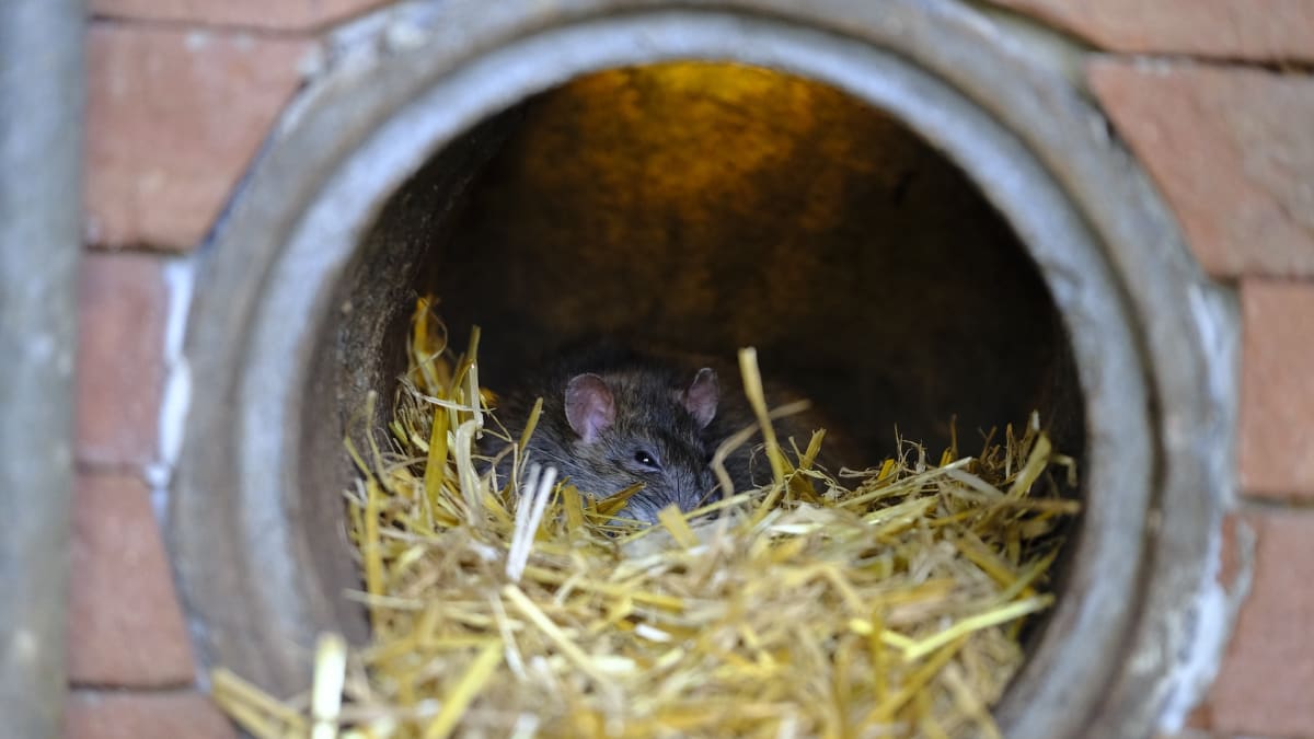 Potkani obývající komerční čtvrti měst kvůli karanténě přišli o zdroj potravy