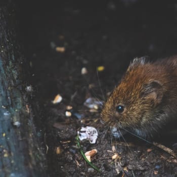 Potkani se v USA podobně jako další městská zvířata potýkají s nedostatkem potravy