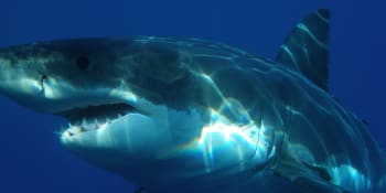 Desítky žraloků obklopily australského rybáře. Někteří měřili až čtyři metry