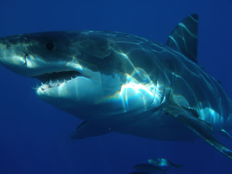 Žralok bílý (ilustrační foto).