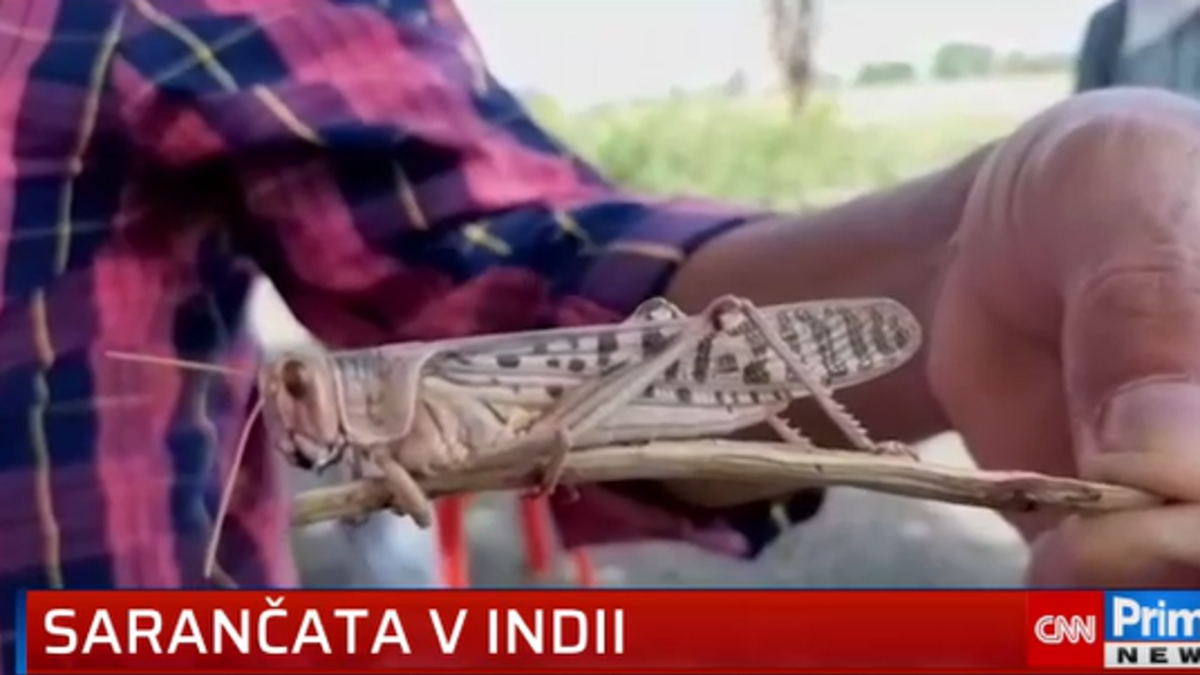 Kobylky v Indii