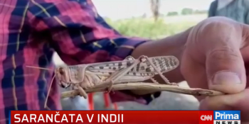 Indický stát zavalila hejna kobylek. Místní se snaží hmyz zahnat i hudbou