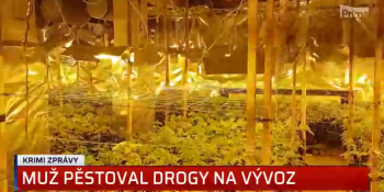 Na Sokolovsku byla odhalena pěstírna konopí. Drogy by se prodaly za milion korun