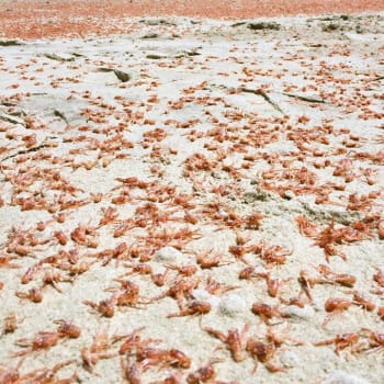 Na plážích uhynuly tisíce krabů