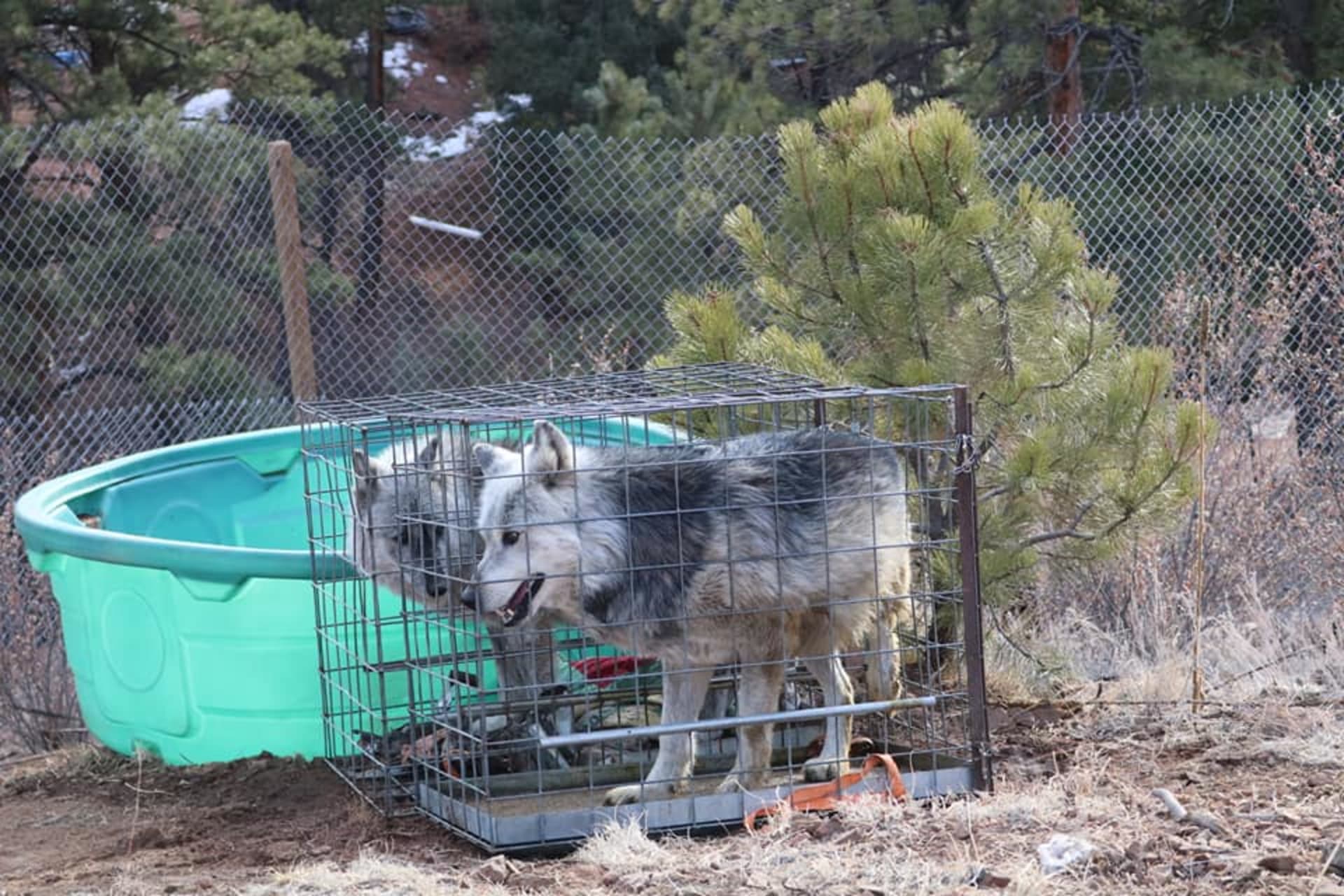 První vlci se do Mattersvillu dostali na konci letošního ledna. Zdroj: FB Mattersville