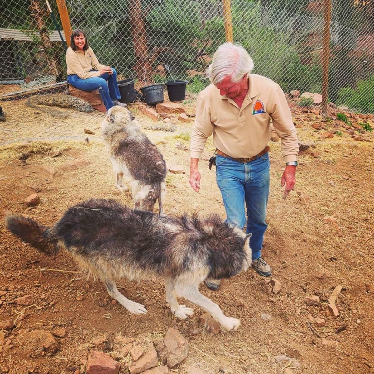 Návštěvu původních ošetřovatelů z W.O.L.F. vlci vždy nadšeně vítají. Zdroj: FB Mattersville