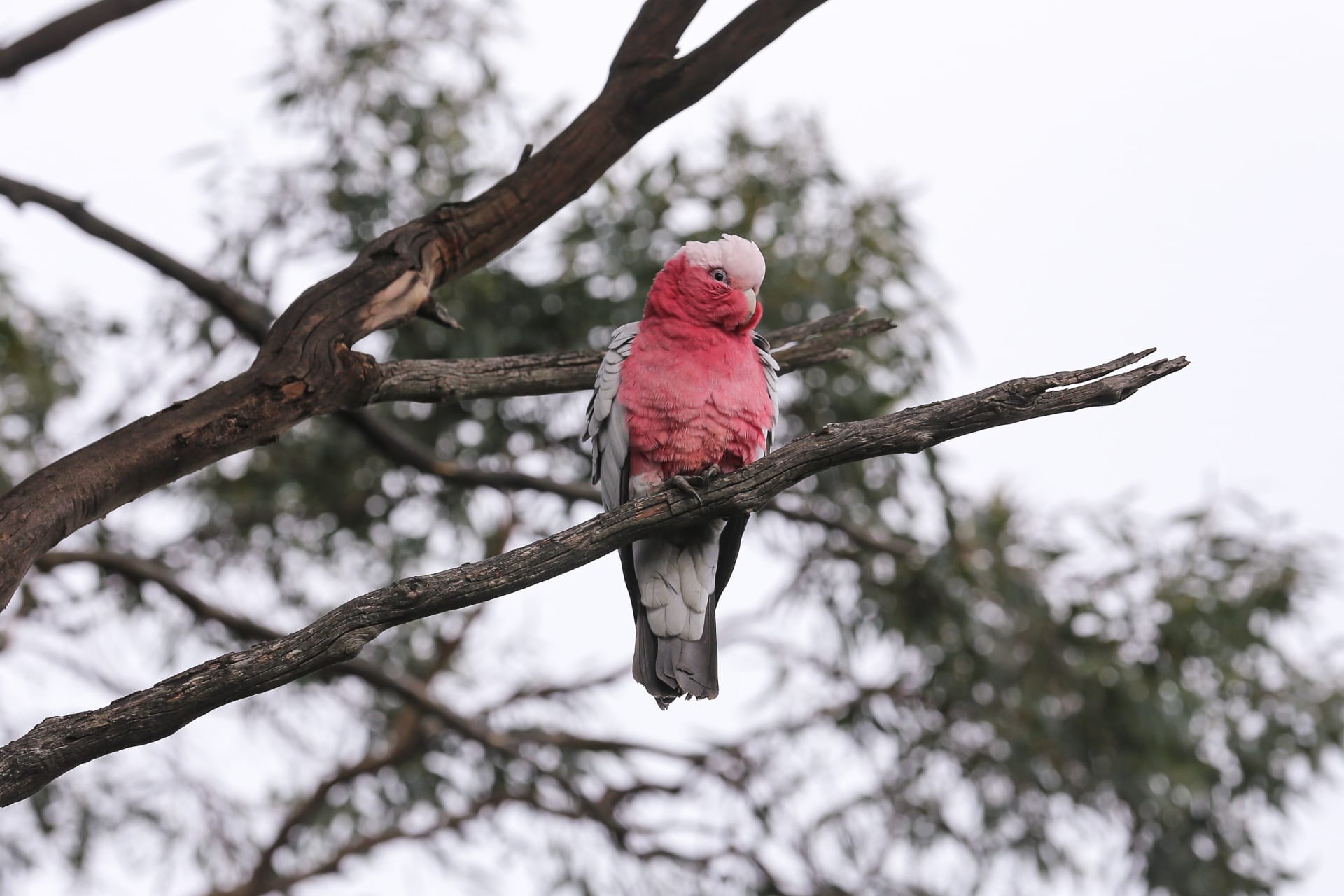Dnes tento papouščí druh najdeme i v australských městech