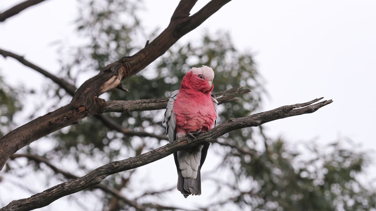 Dnes tento papouščí druh najdeme i v australských městech