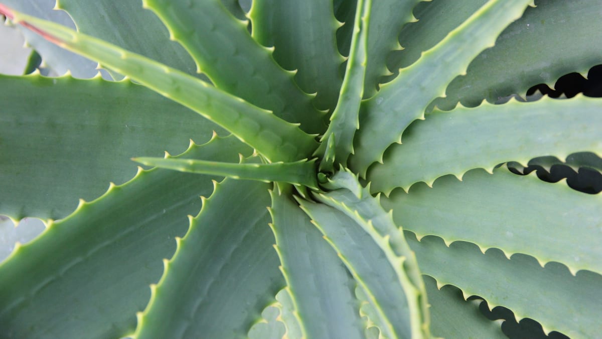Aloe vera se pěstuje především v sušších oblastech tropů a subtropů