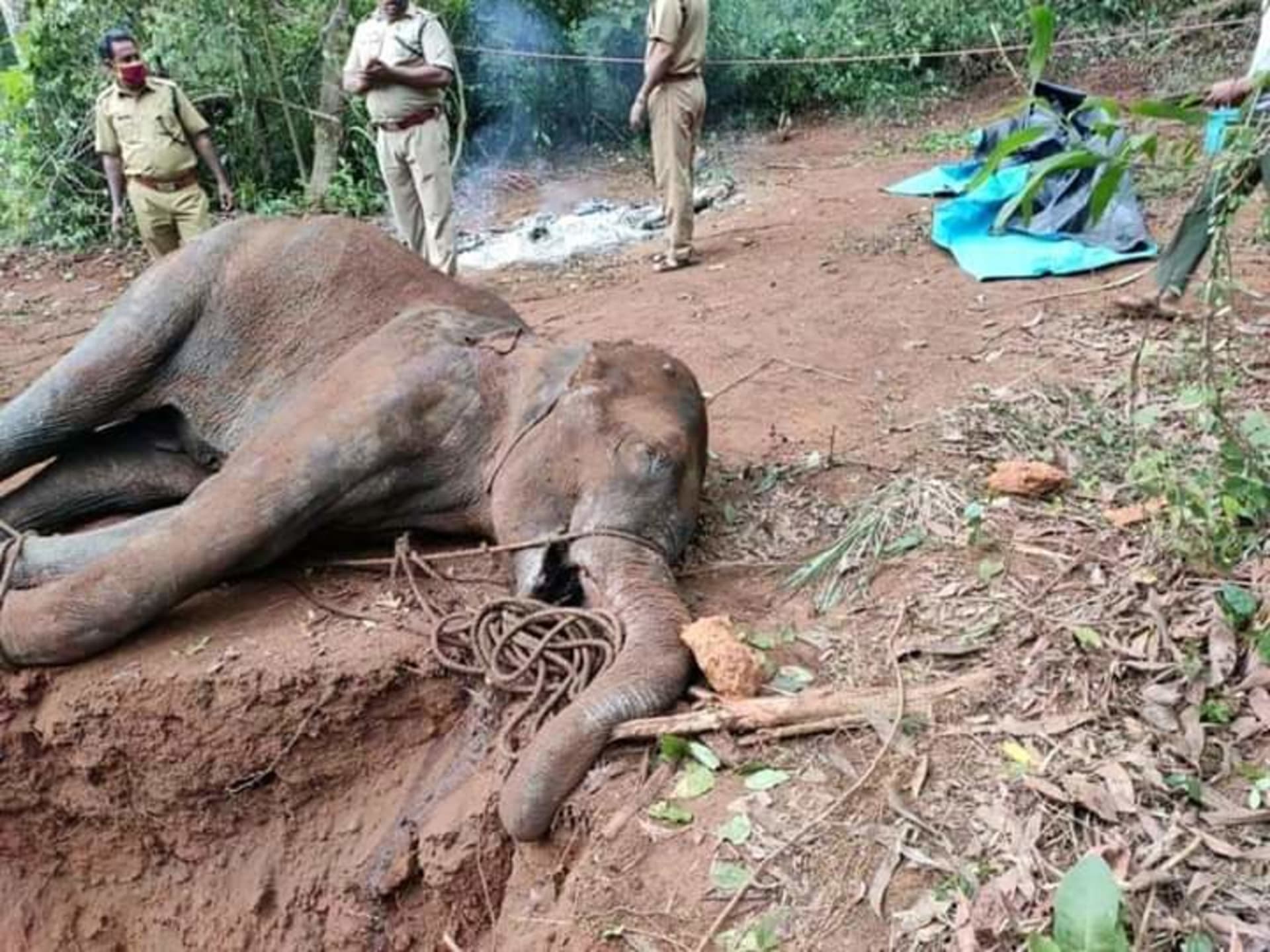 Petarda zabila slonici