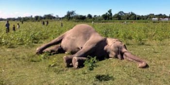 V Zimbabwe zemřely desítky slonů. Zřejmě dobrovolně žerou jedovaté rostliny