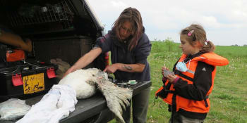 Bleskový zásah záchranářů zachránil labutí rodinu, samci museli amputovat křídlo