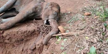 Zrůdnost! Petarda ukrytá v ovoci expolodovala a zabila slonici v Indii