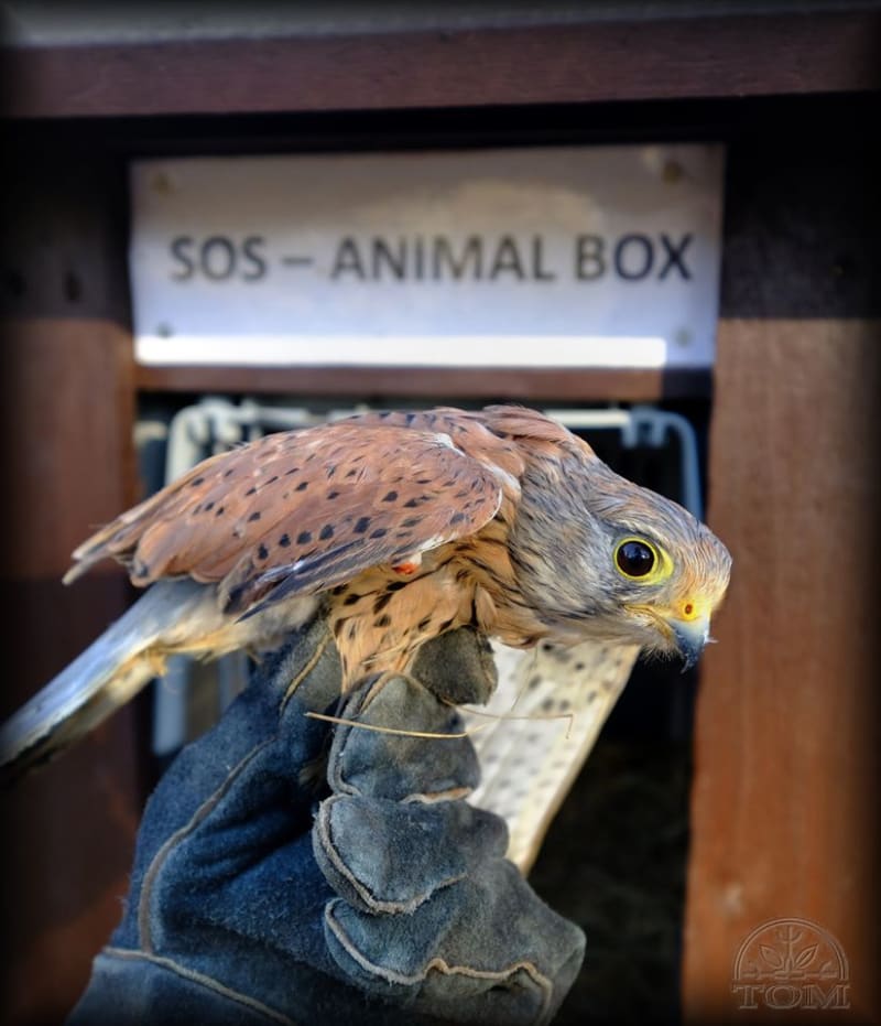 Animal box v Bublavě už pomohl zachránit necelou stovku volně žijících živočichů. Foto: ZS Drosera