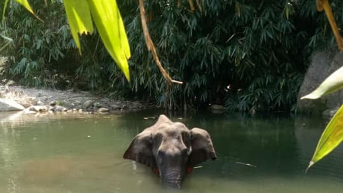 Ztrápená slonice po třech dnech vyhledala útěchu ve vodě. Zdroj: FB Mohan Krishnan