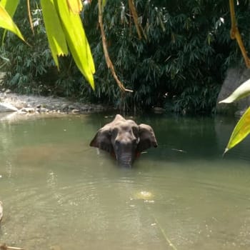 Ztrápená slonice po třech dnech vyhledala útěchu ve vodě. Zdroj: FB Mohan Krishnan